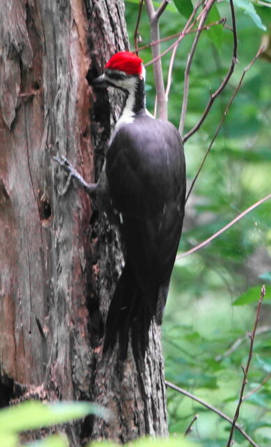 Pileated Woodpecker