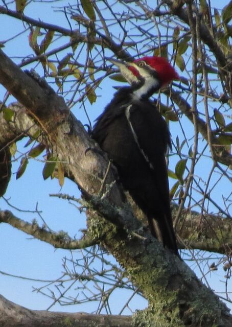 Pileated Woodpecker