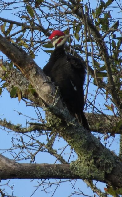 Pileated Woodpecker