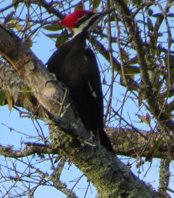 Pileated Woodpecker