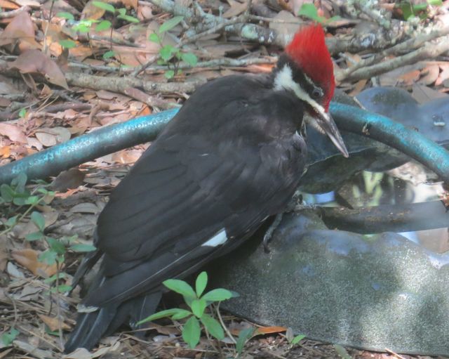 Pileated Woodpecker