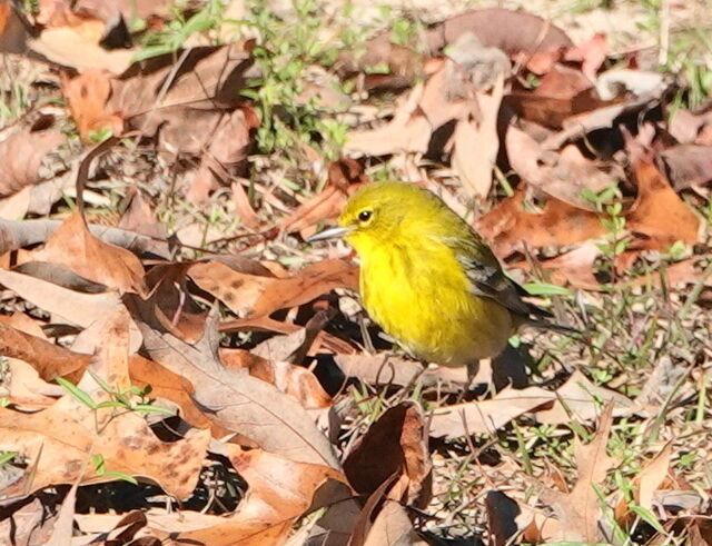 Pine Warbler