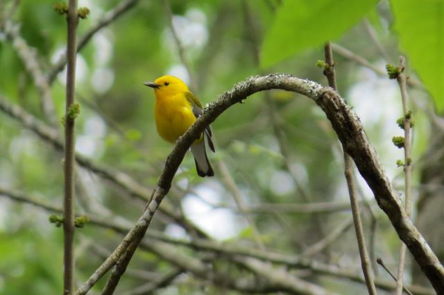 Prothonotary Warbler