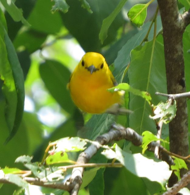 Prothonotary Warbler