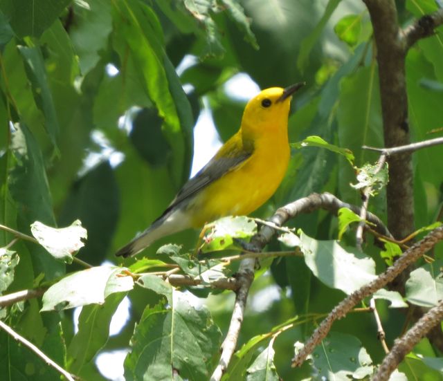 Prothonotary Warbler