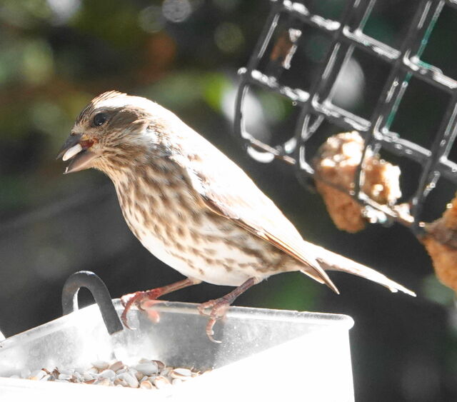 Purple Finch
