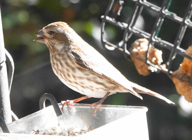 Purple Finch