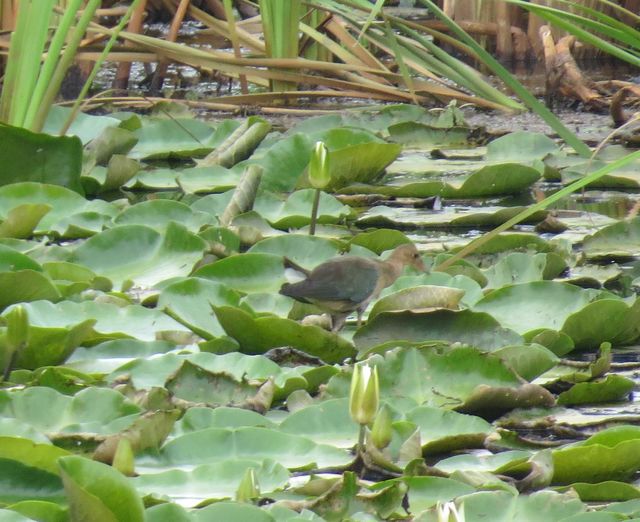 Purple Gallinule