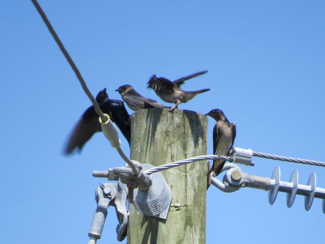 Purple Martin