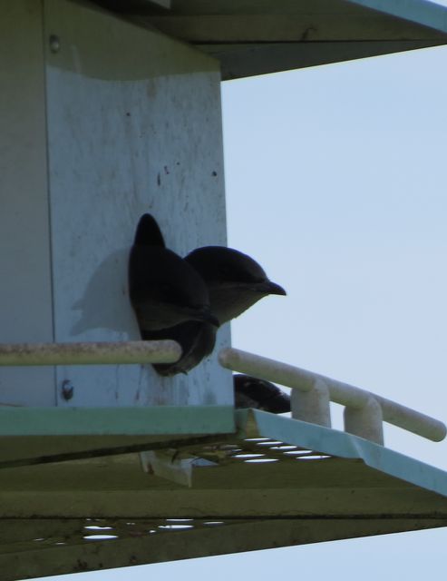 Purple Martin