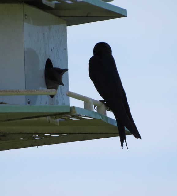 Purple Martin