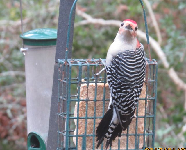 Red-bellied Woodpecker