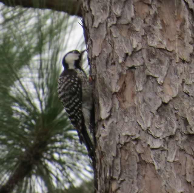 Red-cockaded Woodpecker