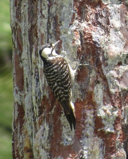 Red-cockaded Woodpecker