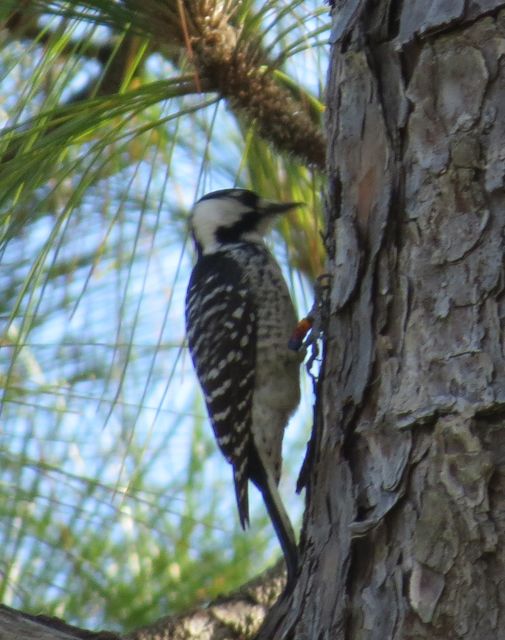 Red-cockaded Woodpecker