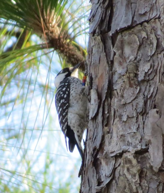 Red-cockaded Woodpecker