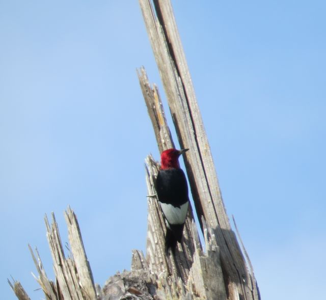 Red-headed Woodpecker