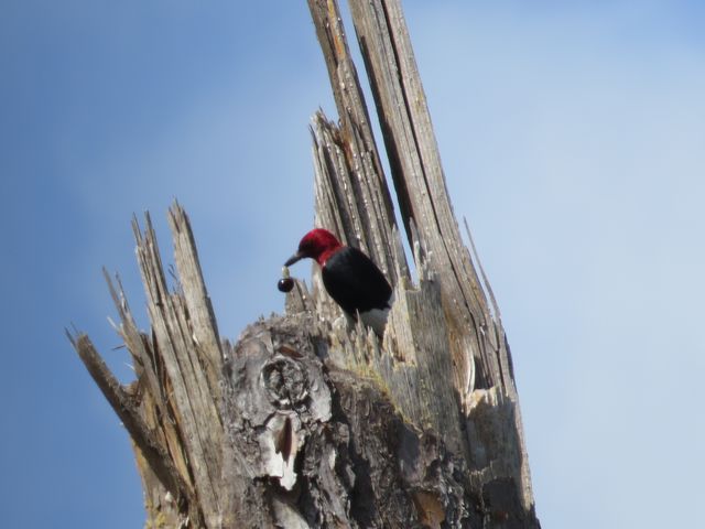 Red-headed Woodpecker