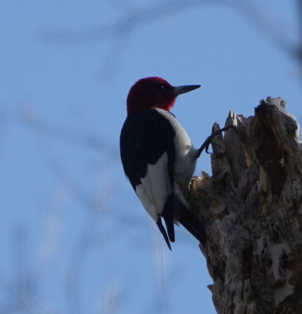Red-headed Woodpecker