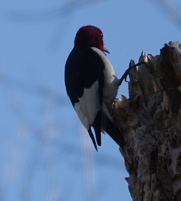 Red-headed Woodpecker