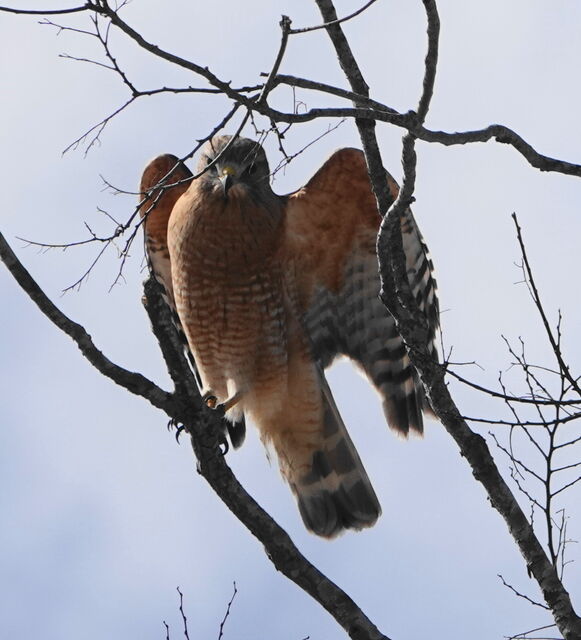 Red-shouldered Hawk