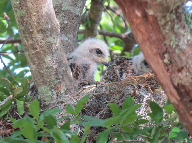 Red-shouldered Hawk