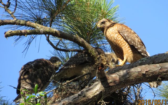 Red-shouldered Hawk