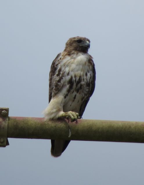 Red-tailed Hawk