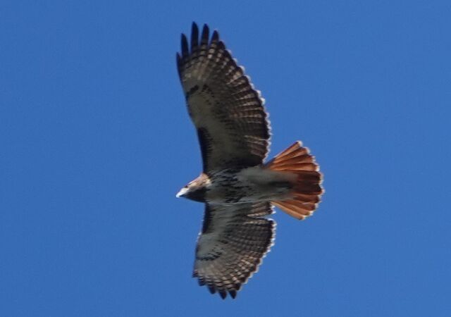 Red-tailed Hawk