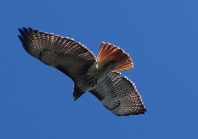 Red-tailed Hawk