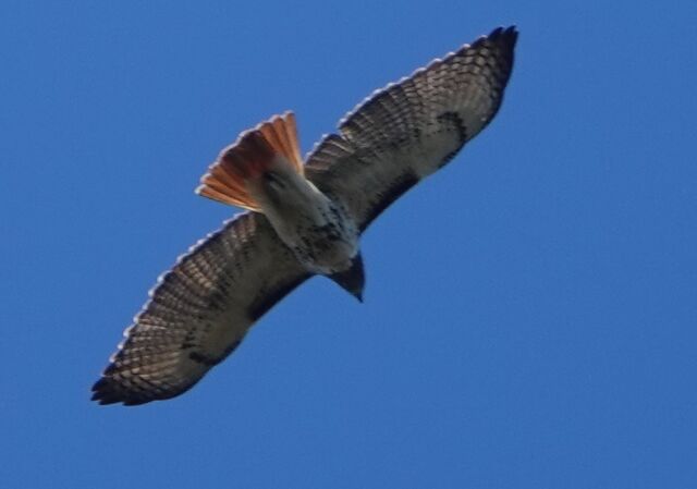 Red-tailed Hawk