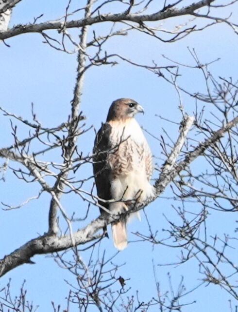 Red-tailed Hawk