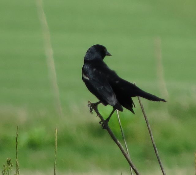 Red-winged Blackbird