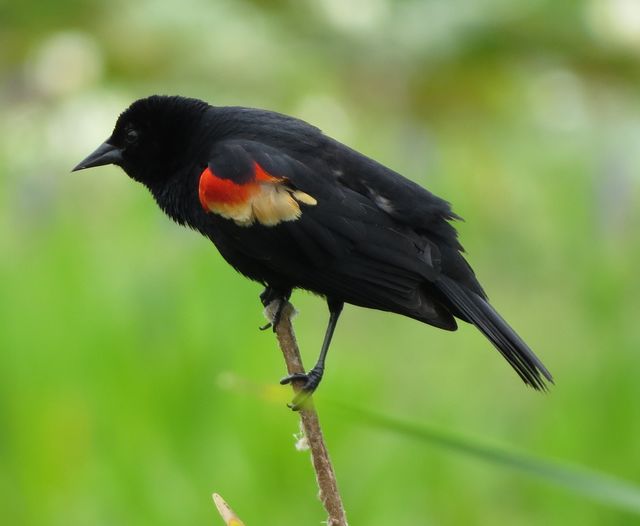 Red-winged Blackbird