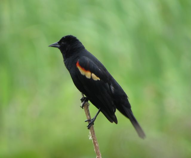 Red-winged Blackbird