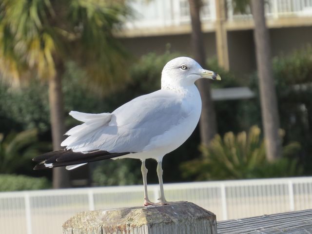 Ring-billed Gull
