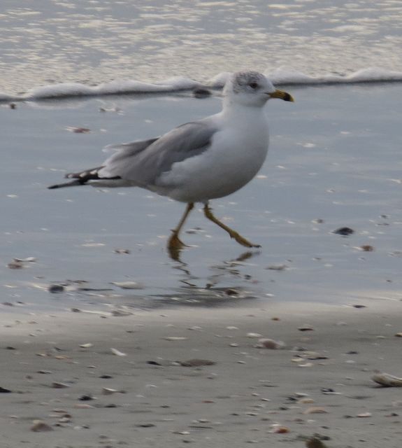 Ring-billed Gull