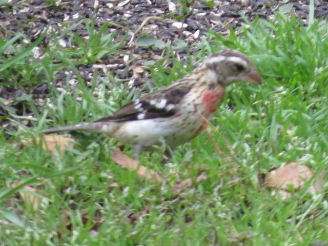 Rose-breasted Grosbeak