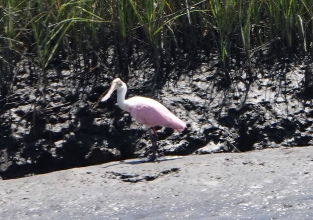 Roseate Spoonbill