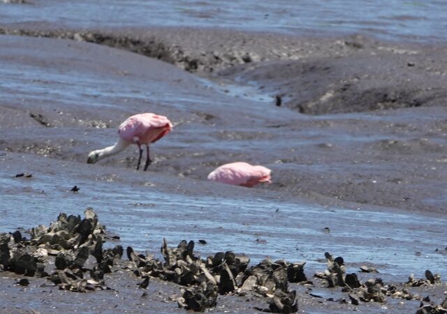 Roseate Spoonbill