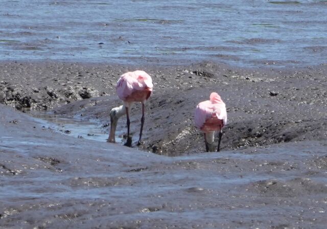Roseate Spoonbill
