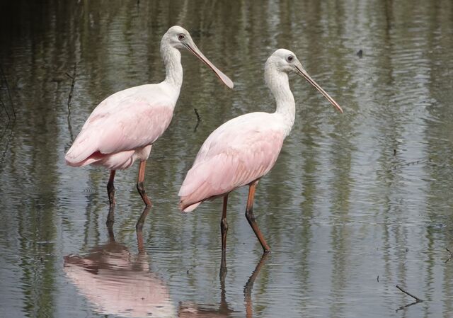 Roseate Spoonbill