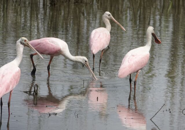 Roseate Spoonbill