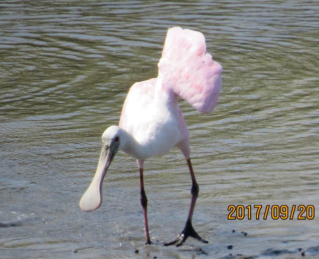 Roseate Spoonbill