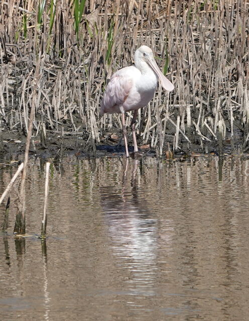 Roseate Spoonbill
