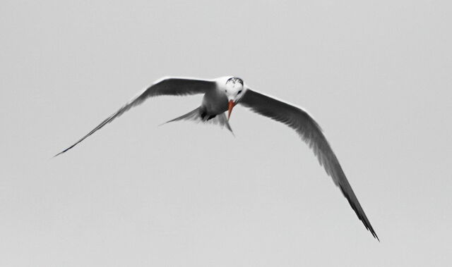 Royal Tern
