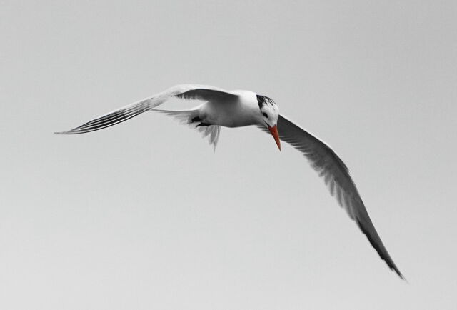 Royal Tern