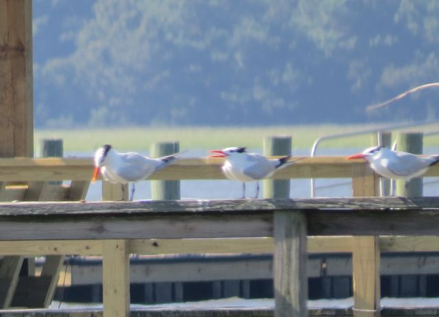 Royal Tern