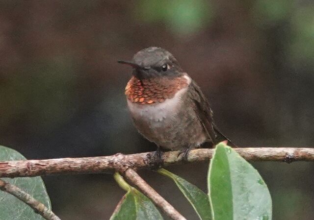 Ruby-throated Hummingbird