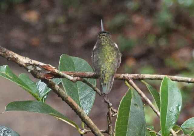 Ruby-throated Hummingbird